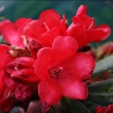 Picture of Rhododendron Lady In Red