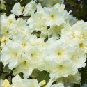 Picture of Rhododendron Lemon Lodge