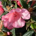 Picture of Rhododendron Little Jack Horner
