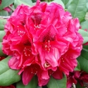 Picture of Rhododendron Lord Roberts