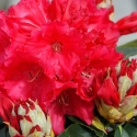 Picture of Rhododendron Markeetas Prize