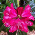 Picture of Rhododendron Marquis of Waterford