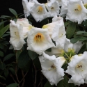 Picture of Rhododendron Mi Amor