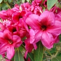 Picture of Rhododendron Midnight