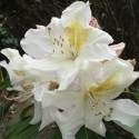 Picture of Rhododendron Milkmaid