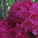 Picture of Rhododendron Most Admired