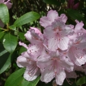 Picture of Rhododendron Mrs Charles E Pearson
