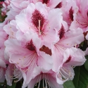 Picture of Rhododendron Mrs G W Leak