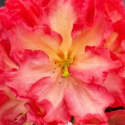 Picture of Rhododendron Naselle