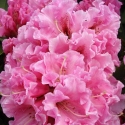 Picture of Rhododendron Norrie King