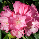 Picture of Rhododendron Noyo Brave