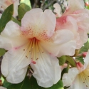Picture of Rhododendron Ostbos Low Yellow