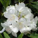 Picture of Rhododendron Pawhuska