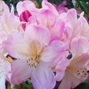 Picture of Rhododendron Percy Wiseman