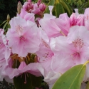 Picture of Rhododendron Pink Pearl