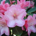 Picture of Rhododendron Pink Porcelain