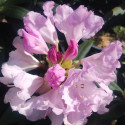 Picture of Rhododendron Pontiyak