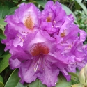 Picture of Rhododendron Purple Heart