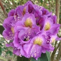 Picture of Rhododendron Red Eye