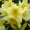 Picture of Rhododendron Saffron Queen