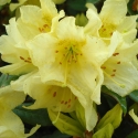 Picture of Rhododendron Saffron Queen