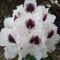 Picture of Rhododendron Sappho