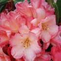 Picture of Rhododendron Sierra Sunset