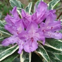 Picture of Rhododendron Silver Edge