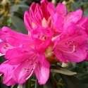 Picture of Rhododendron Sir Robert Peel