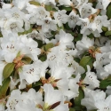 Picture of Rhododendron Snow Lady