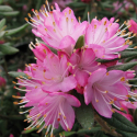 Picture of Rhododendron Spiciferum