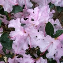 Picture of Rhododendron Spring Dance