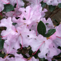 Picture of Rhododendron Spring Dance