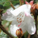 Picture of Rhododendron Suave