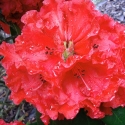 Picture of Rhododendron Taurus