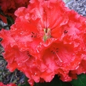 Picture of Rhododendron Taurus