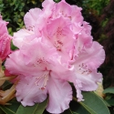 Picture of Rhododendron Trude Webster