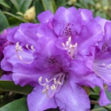 Picture of Rhododendron True Blue