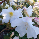 Picture of Rhododendron Tyermanii