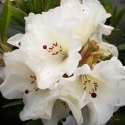 Picture of Rhododendron Unique