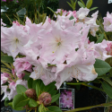 Picture of Rhododendron Van Dec