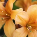 Picture of Rhododendron Vireya Butterscotch