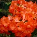 Picture of Rhododendron Vireya Captain Scarlet