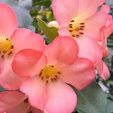 Picture of Rhododendron Vireya Coral Flare