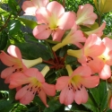 Picture of Rhododendron Vireya Dawn Chorus