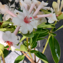Picture of Rhododendron Vireya Felicitas