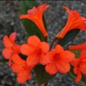 Picture of Rhododendron Vireya Flash Harry