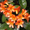 Picture of Rhododendron Vireya Golden Charm