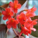 Picture of Rhododendron Vireya Java Light