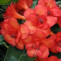 Picture of Rhododendron Vireya Java Rose